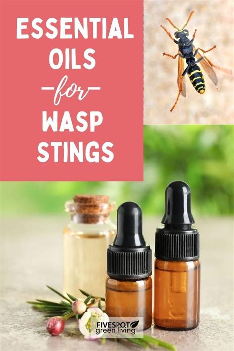 Essential Oils for Wasp Sting in 2024 | Wasp stings, Remedies for bee ...