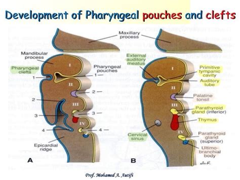 Development of pharyngeal apparatus