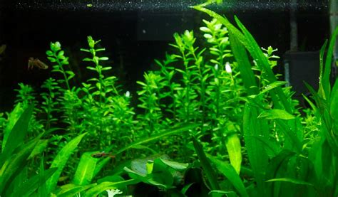 Rotala Rotundifolia Beginner's Guide [UPDATED 2018]