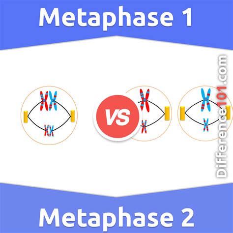 Metaphase 1 vs. Metaphase 2: 9 Key Differences, Pros & Cons, Similarities | Difference 101