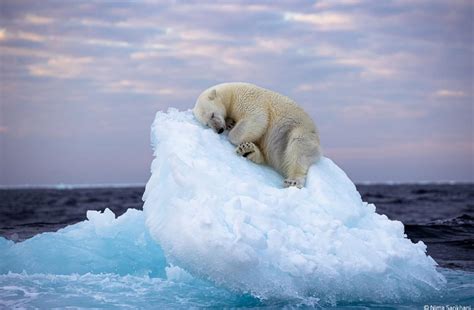 🔥 Polar bear taking a nap on an iceberg : NatureIsFuckingLit