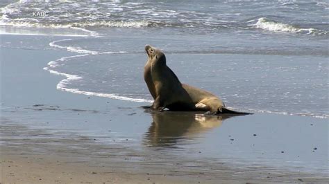 Video Sea lion attacks teen at beach - ABC News