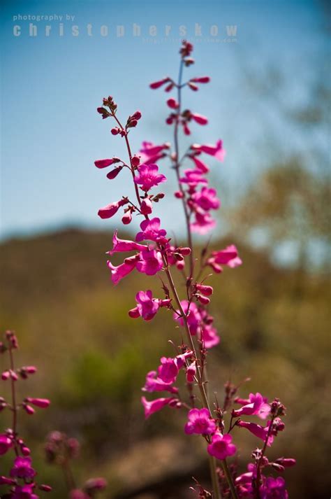 Sonoran desert flower | Arizona wildflowers, Desert flowers, Wild flowers