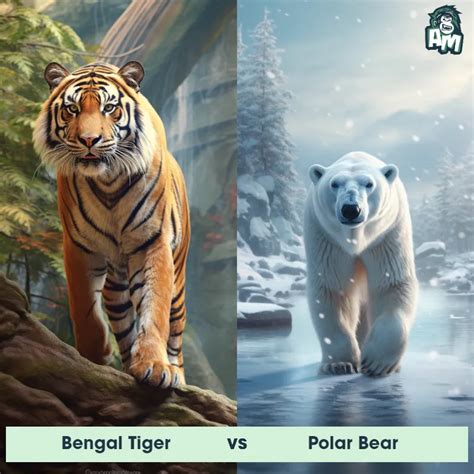 Bengal Tiger vs Polar Bear: See Who Wins | Animal Matchup