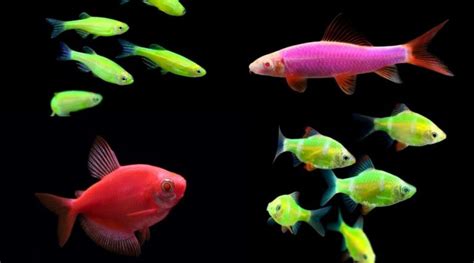 GloFish: 7 Stunning Varieties and Bright Colors You Must See