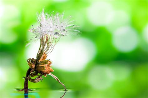 Macrofotografia Drops & Flowers - Macro fotografia con goc… | Flickr
