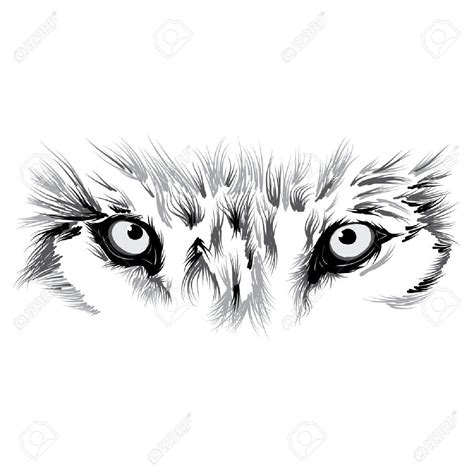 Bello Rostro Del Lobo. Ilustración Ilustraciones Vectoriales, Clip Art Vectorizado Libre De ...