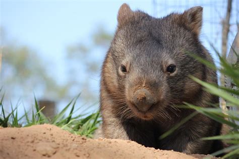 Pin on Wombats