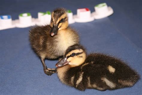 Mallard or Rouen Ducklings | BackYard Chickens - Learn How to Raise Chickens