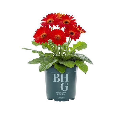 Better Homes & Gardens Orange Gerbera Daisy Plant With Grower Pot Full ...