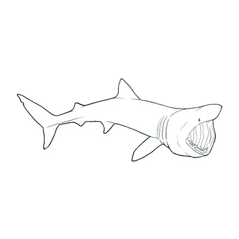 how to draw a basking shark step by step - howtocrochetforbeginnerseasy