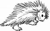 Porcupines coloring Pages  Free Coloring sketch template