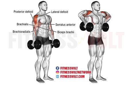 Shoulder Workouts For Mass Dumbbells | EOUA Blog