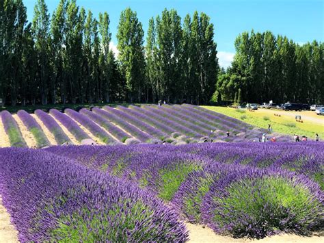 Visit Beautiful Lavender Farms at Sequim Lavender Festival, Washington - Travel and Hike with PCOS