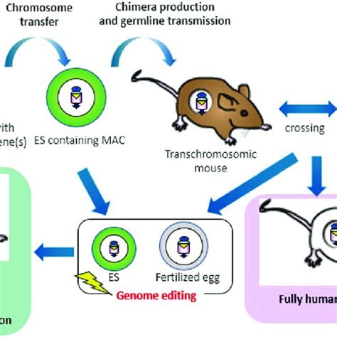 Graphical summary for the generation of humanized model mice. The ...