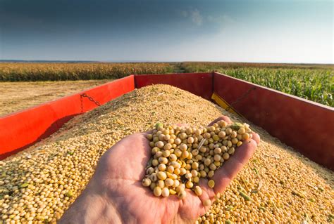 Soybean Board Ballots Due Aug. 14 - The Farm