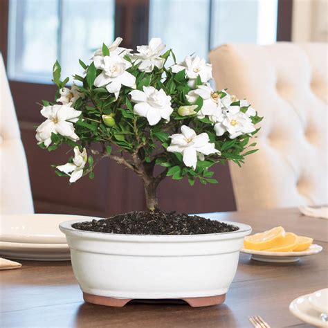 Gardenia Bonsai | Brecksgifts.com