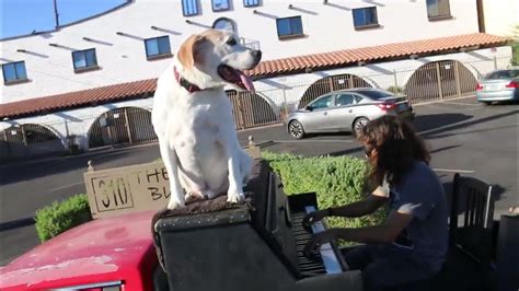 Dave Hull does some Fats Waller Alligator Crawl on the Traveling Piano ...