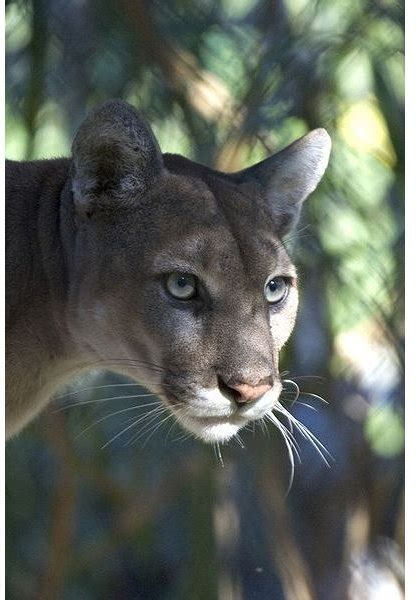 Florida Panther Facts For Kids | Kids Matttroy