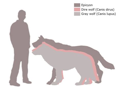 Dire Wolf Size Comparison | Epicyon vs Dire wolf vs Gray wolf - Our Planet | Dire wolf, Mammals ...