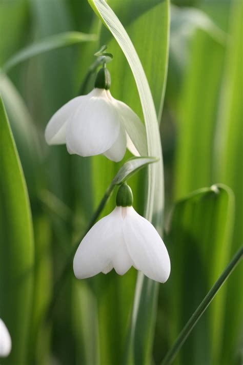 Galanthus elwesii ' White Perfection ' in the green - Michael Camphausen