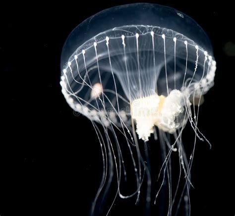 Unidentified Jellyfish Species at Night in the Ocean. Stock Image - Image of florida, hydrozoa ...