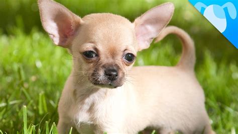 Chihuahua Facts - YouTube