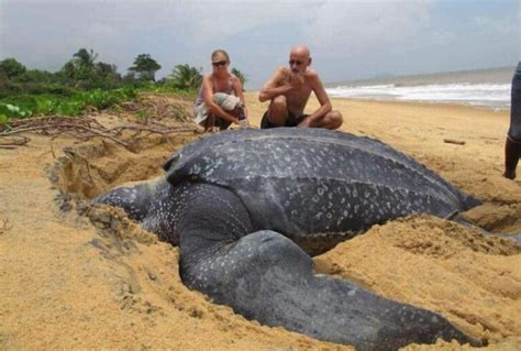 Footage. An unbelievable moment the largest sea turtle emerges from the sea