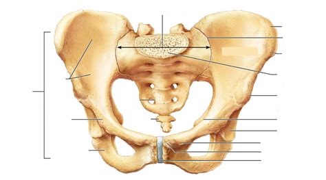 Bony pelvis Diagram | Quizlet