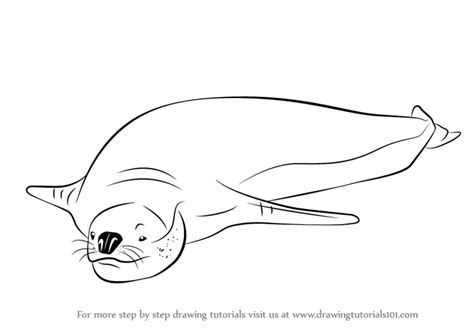 Learn How to Draw a Leopard Seal (Seals) Step by Step : Drawing Tutorials