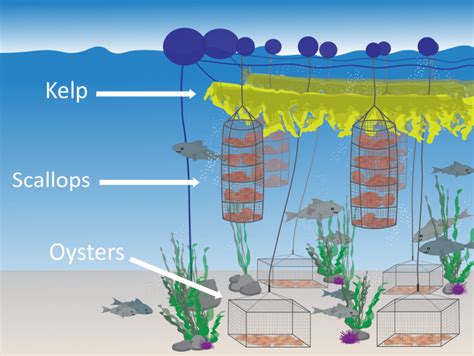 Why we need to farm the ocean for kelp and shellfish - Ecotrust Canada