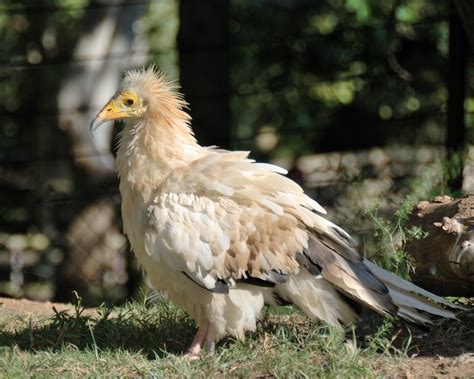 WildLife: Egyptian Vulture Beautiful Bird In The World