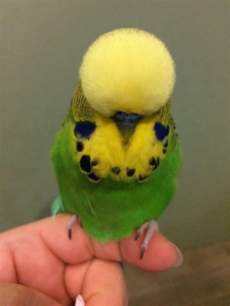 This budgie's fabulous haircut : r/aww