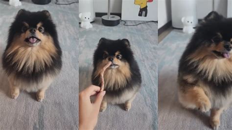 BTS' V Shares An Adorable Video Of His Cute Little Dog Yeontan While Playing Tricks With Him ...