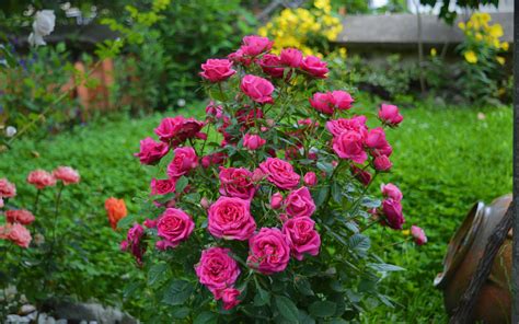 Wallpaper Pink roses, garden flowers 2880x1800 Picture, Image