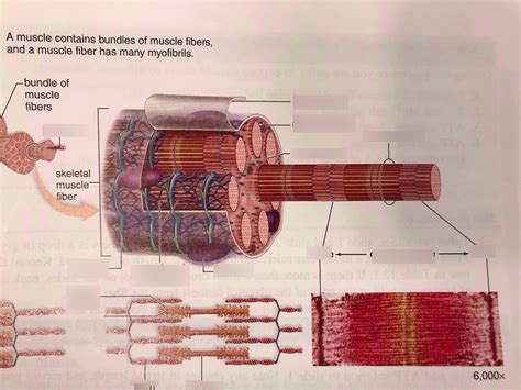 Muscle fiber Diagram | Quizlet