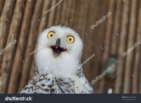 Funny Birds: Over 199,101 Royalty-Free Licensable Stock Photos ...