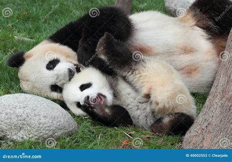 Giant panda with its cub stock image. Image of bears - 40002553