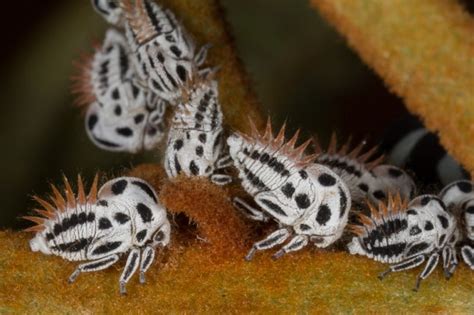 Membracis Treehoppers and Nymphs : Nature Closeups