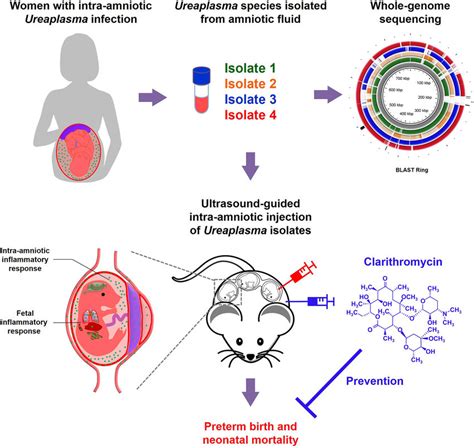 Modeling An Ascending Infection By Ureaplasma Parvum And, 56% OFF