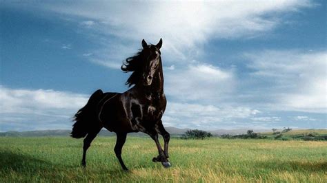 zwarte paarden - Google Search | CABALLOS | Pinterest | Caballos