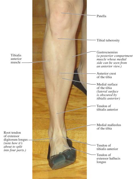 Human Anatomy for the Artist: November 2011