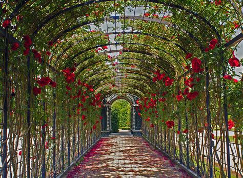 Everywhere roses! | Schloss Schönbrunn bei Wikipedia! ------… | Flickr