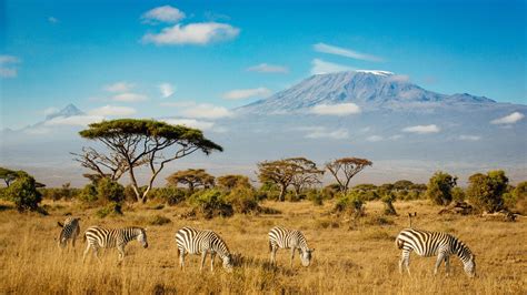 Zebras-in-Amboseli-National-Park-Mount-Kilimanjaro-in-southern-Kenya | African Safari Tours