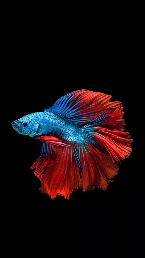 18 Betta Fish iPhone Wallpapers - Wallpaperboat