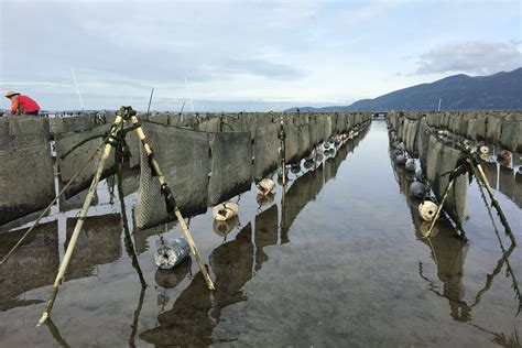 Video Research Investigates Effects of Shellfish Farming on West Coast ...