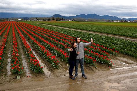 Tulips to bloom a bit late for Skagit Valley festival | HeraldNet.com