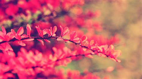 Pink Flowers Wallpaper #6902663