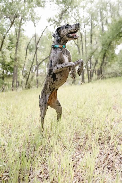 Great Dane Fail: Off-Leash & Out of Control - Hello Danes