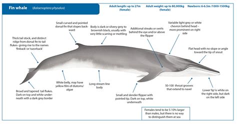 Fin Whale | Whale Watching Handbook | Fin whale, Whale, Bowhead whale